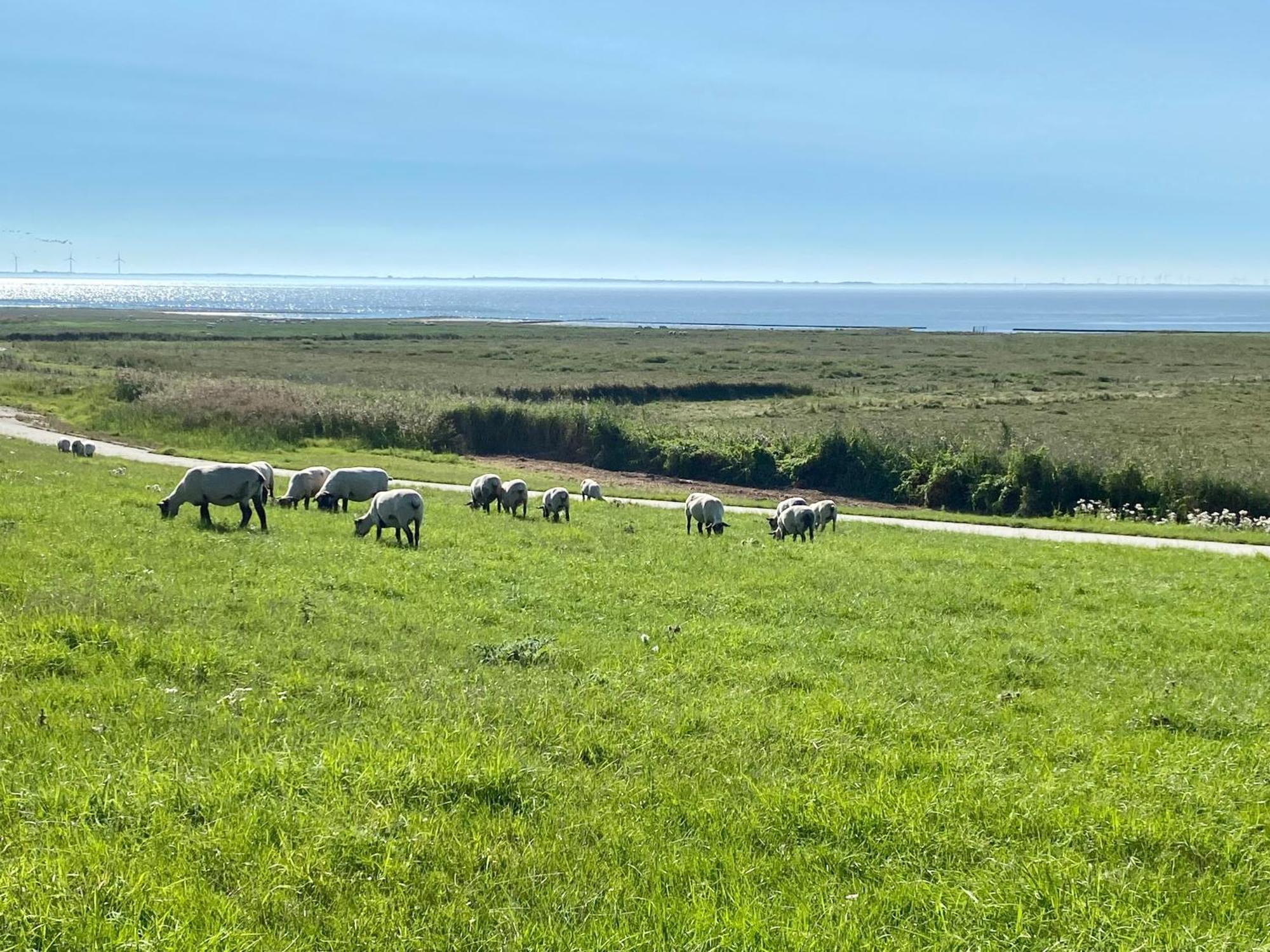 Haus Meerauszeit - Erholung An Der Nordsee Schweiburg Extérieur photo